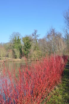 Winter scene with Dog-wood in foreground