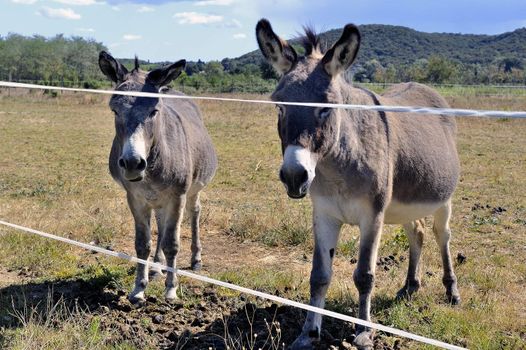 donkeys in pre