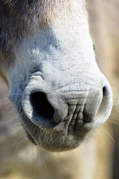 donkeys in pre