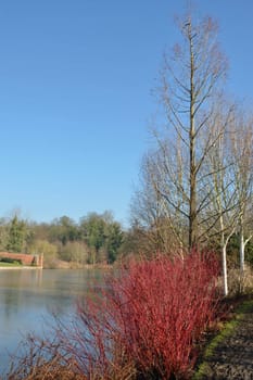 Winter lake with red shrub