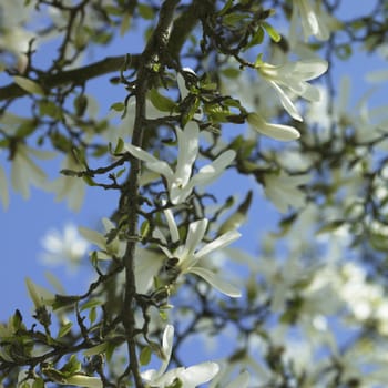 White Magnolia