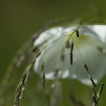 Grain closeup and white flower