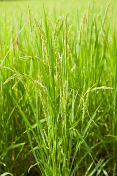 Detail of a rice plant in the field with a shallow DOF