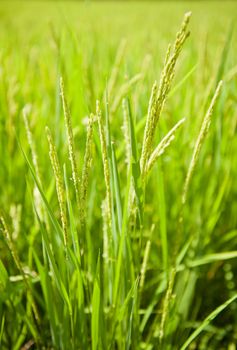 Detail of a rice plant in the field with a shallow DOF