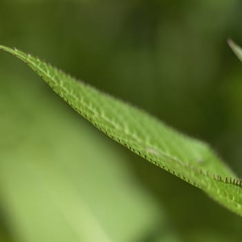 closeup of leaf with hooks