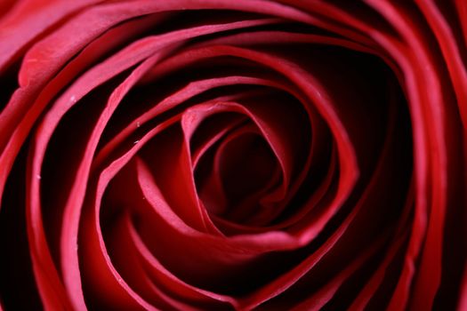 red rose macro close up bloom beautiful