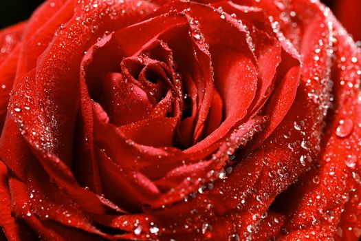 red rose in water drops macro close up