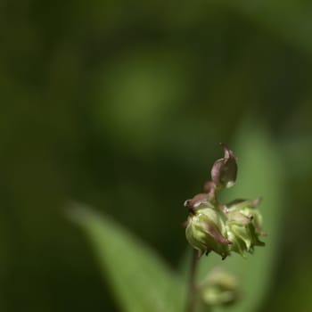 Green and red flower buds