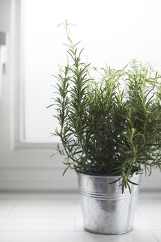 Rosemary plant in a metal pot by a bright window.