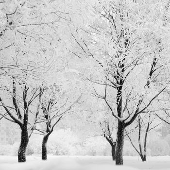 winter trees on snow white background