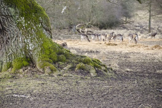 Old tree with fallow deers (Dama dama) in the background