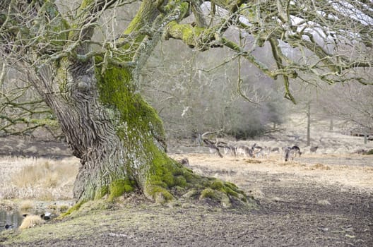 Old tree with fallow deers (Dama dama) in the background
