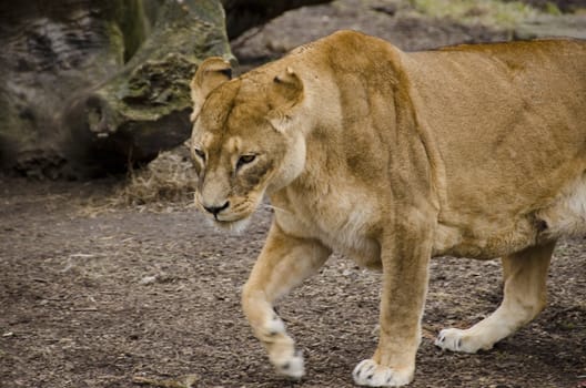 Lioness walking on the ground and looking