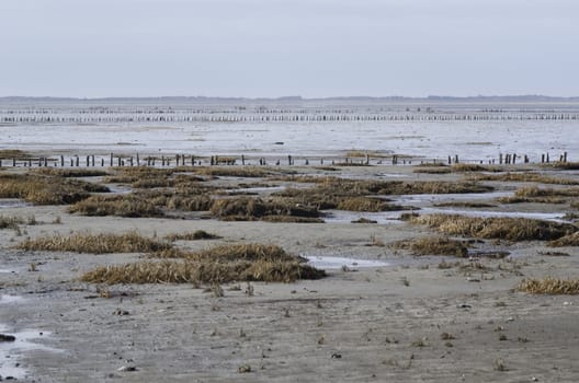 Wadden Sea, the intertidal zone in the southeastern part of the North Sea