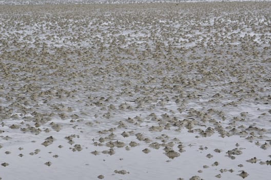 Burrows of the lugworm or sandworm, Arenicola marina, in the wadden sea