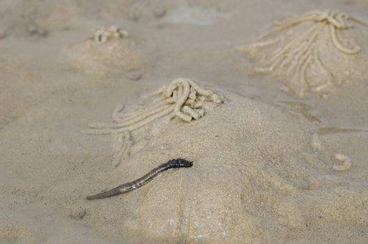 Burrows of the lugworm or sandworm, Arenicola marina, in the wadden sea