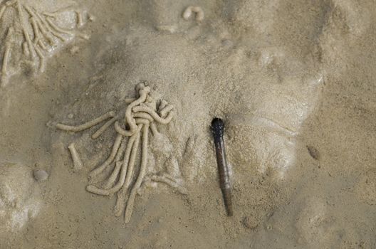 Burrows of the lugworm or sandworm, Arenicola marina, in the wadden sea