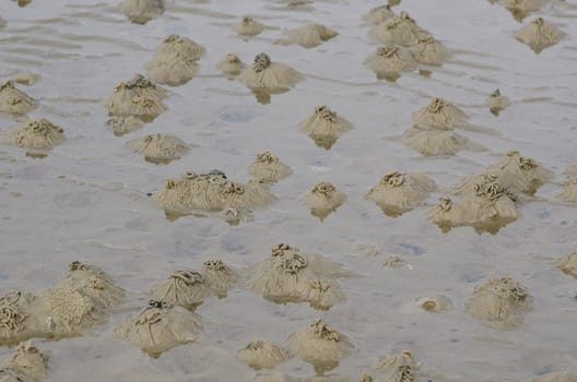 Burrows of the lugworm or sandworm, Arenicola marina, in the wadden sea