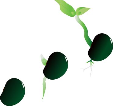illustration of stages of growth of plant