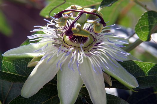 Passion Flower