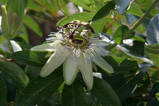 Passion Flower