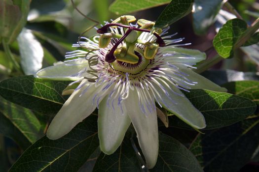 Passion Flower