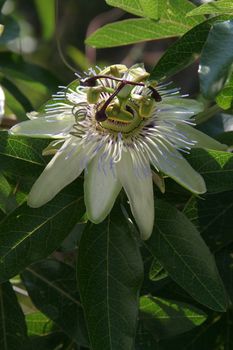 Passion Flower