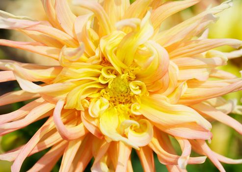 Close up of a Yellow and Red Dahlia with wild petals