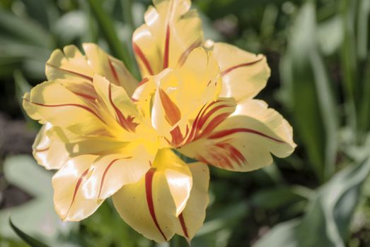 abstract bright yellow tulip close-up