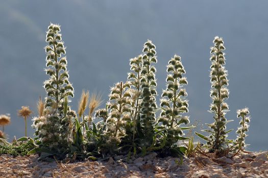Desert plant