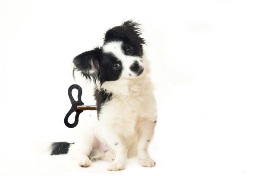 abandoned puppy, dog toy concept, isolated on white
