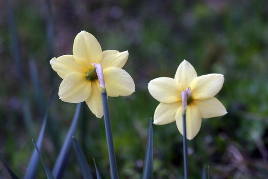 A couple of daffodils