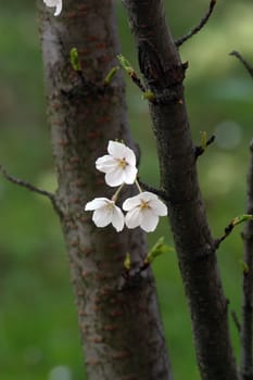 Close up of fruit flowers in the earliest springtime