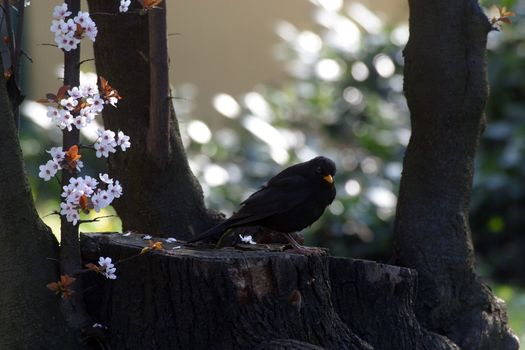 Clouse up photo of Blackbird standing on a tree stump
