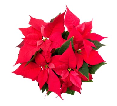 Christmas Flower - Poinsettia (Euphorbia pulcherrima) Isolated on White