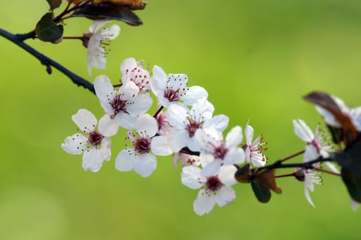 Close up of fruit flowers in the earliest springtime