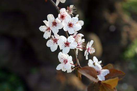 Close up of fruit flowers in the earliest springtime