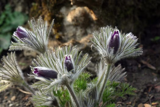Pulsatilla flowers