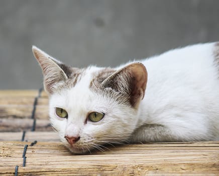 Little Cat