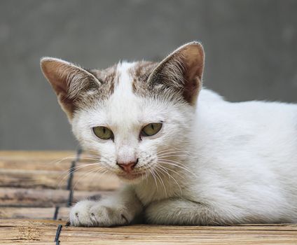 Little Cat