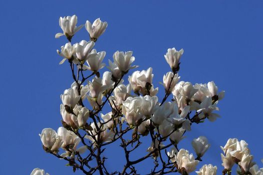 Blossoming magnolia