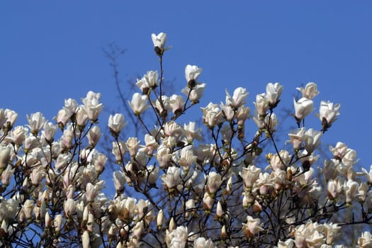Blossoming magnolia