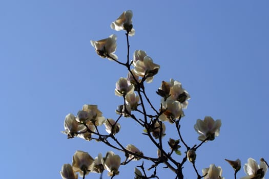 Blossoming magnolia