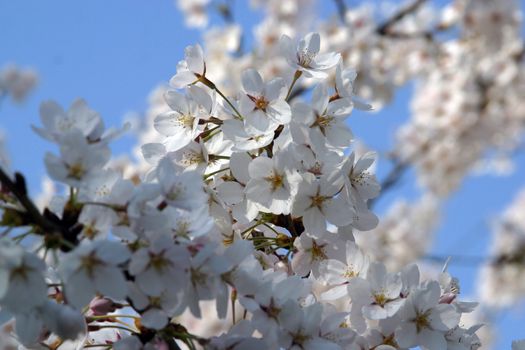 Close up of fruit flowers in the earliest springtime
