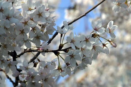 Close up of fruit flowers in the earliest springtime