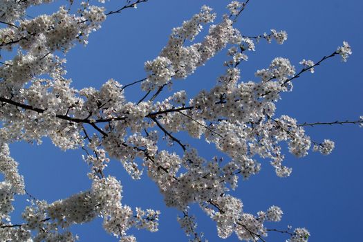 Close up of fruit flowers in the earliest springtime