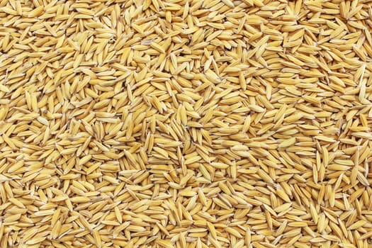 Jasmin ripe rice from Thailand
