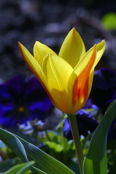 Yellow flower