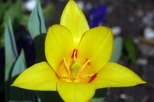 Yellow flower