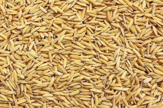 Jasmin ripe rice from Thailand